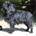 Affenpinscher